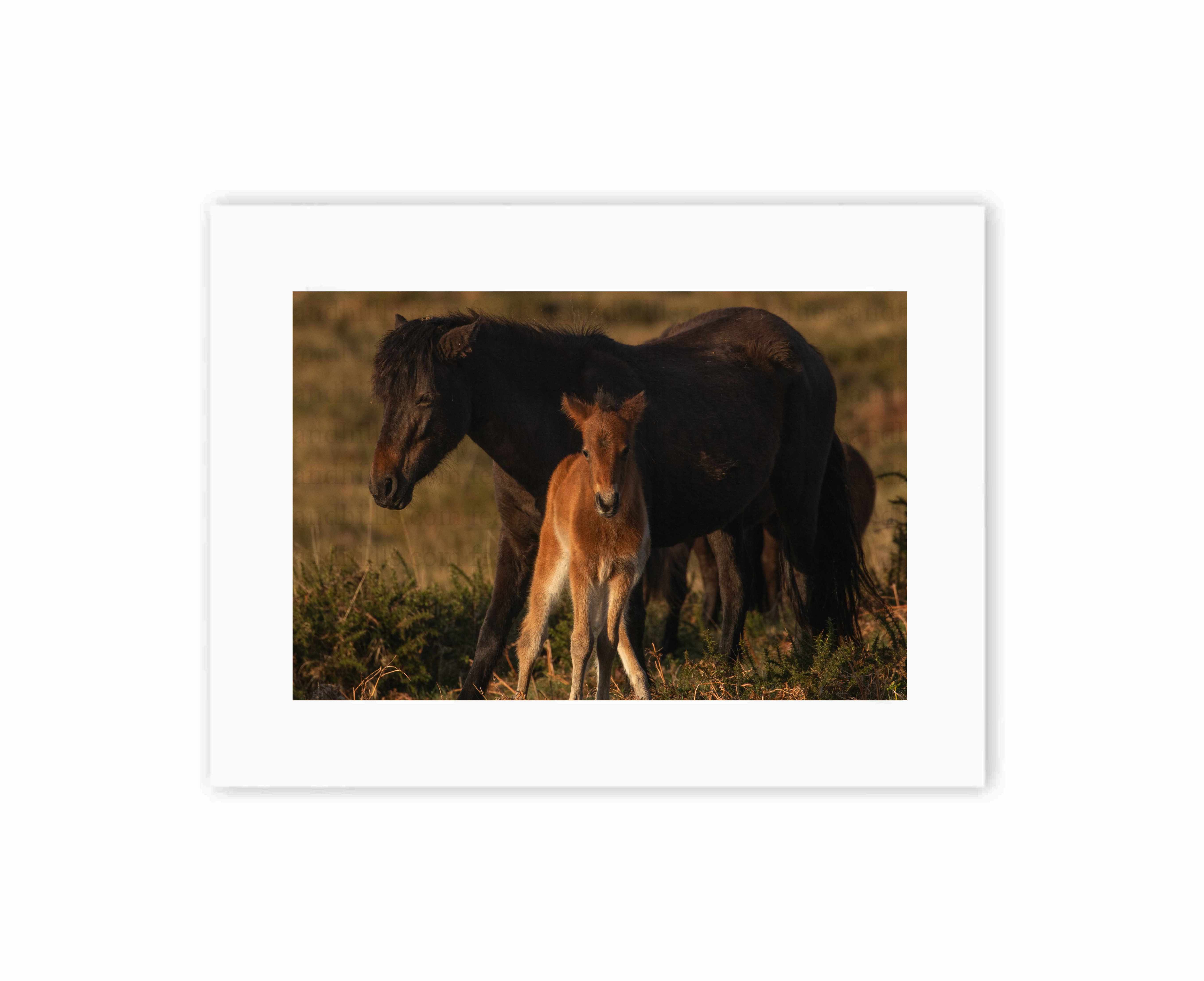 A Foal's Adventure
