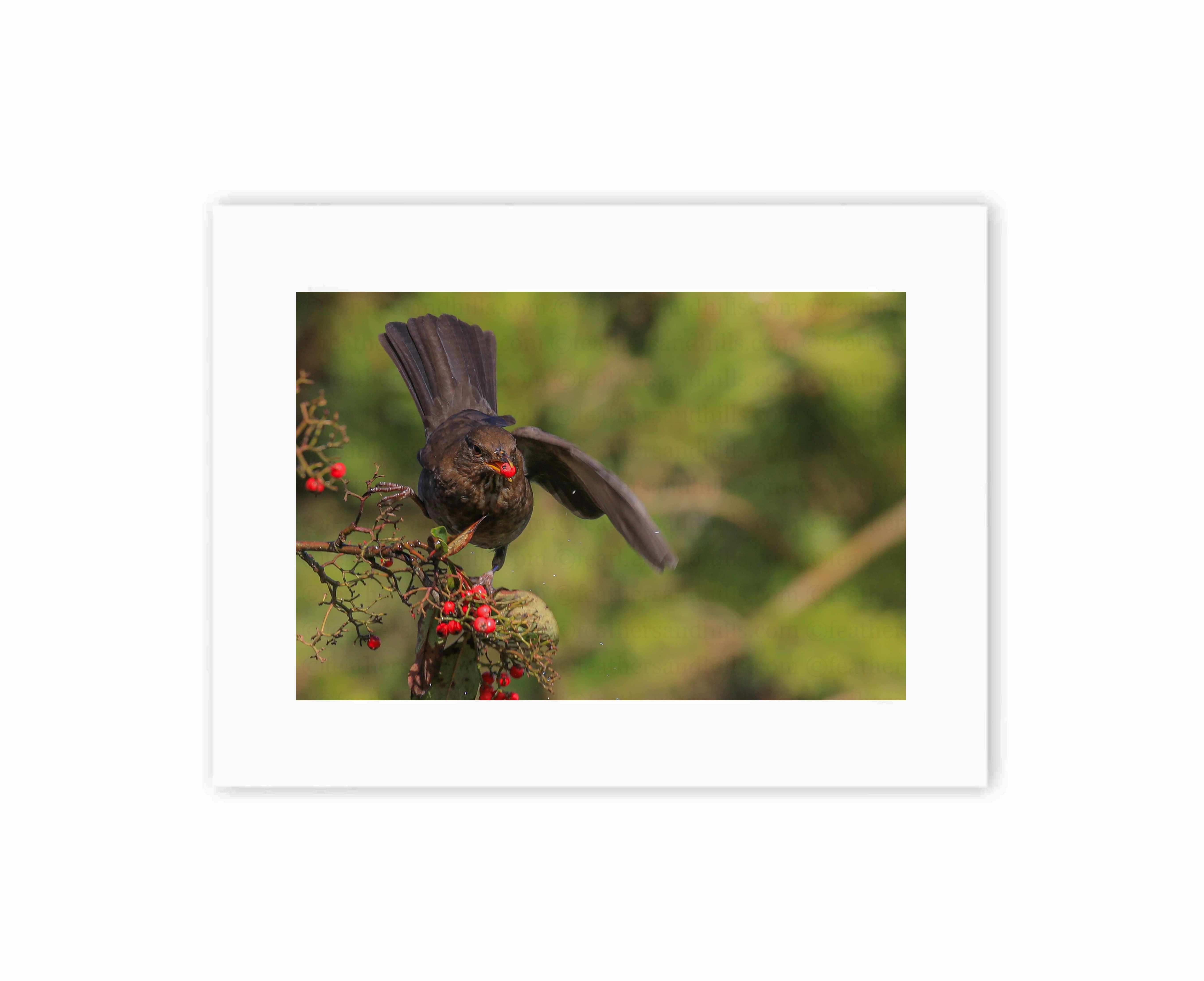 Balancing Blackbird