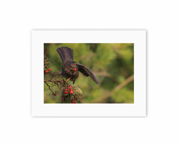 Balancing Blackbird