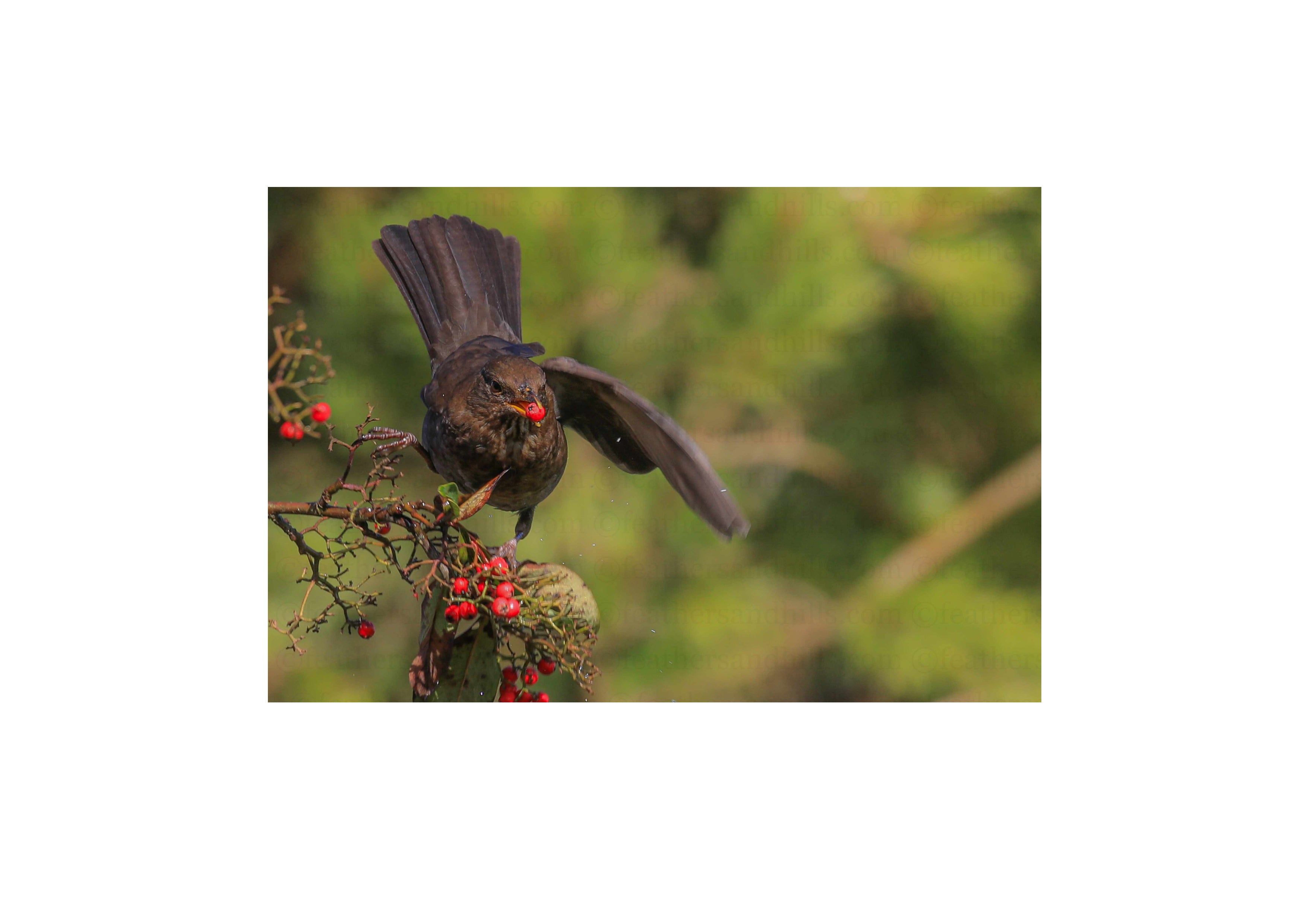 Balancing Blackbird