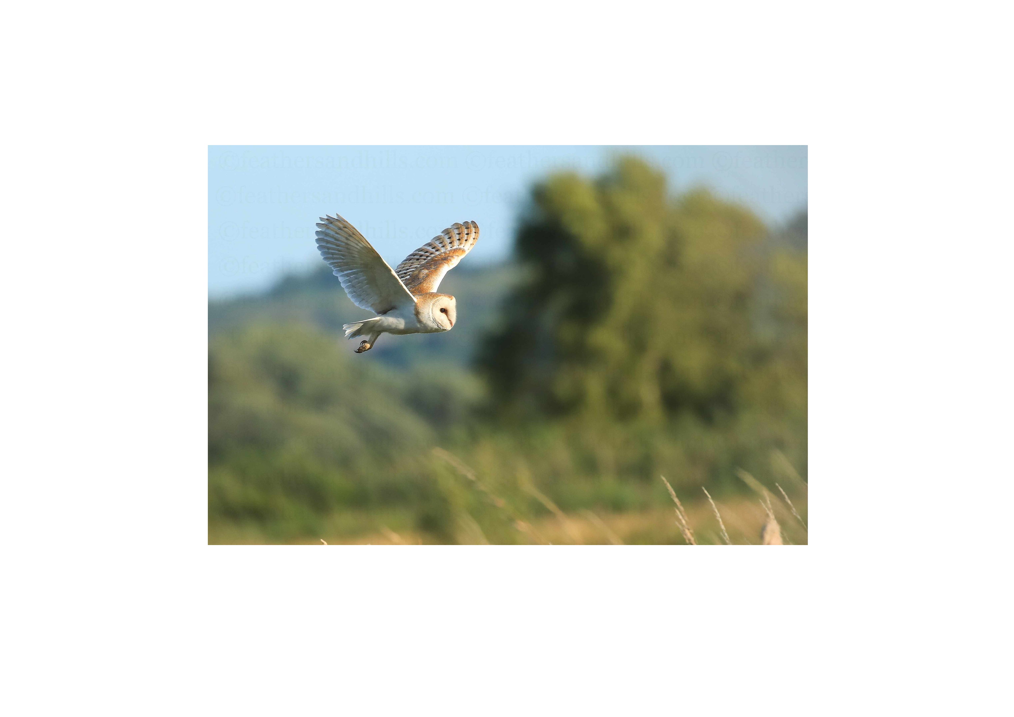 Barn Owl in Flight