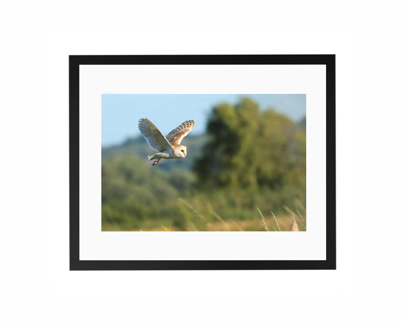 Barn Owl in flight
