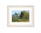 Barn Owl in flight
