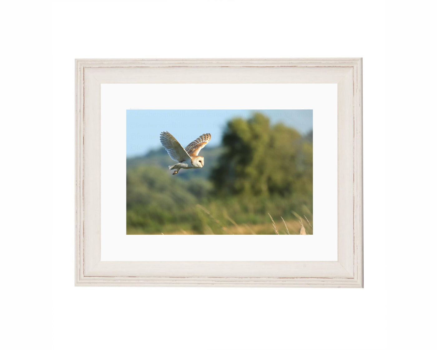 Barn Owl in flight
