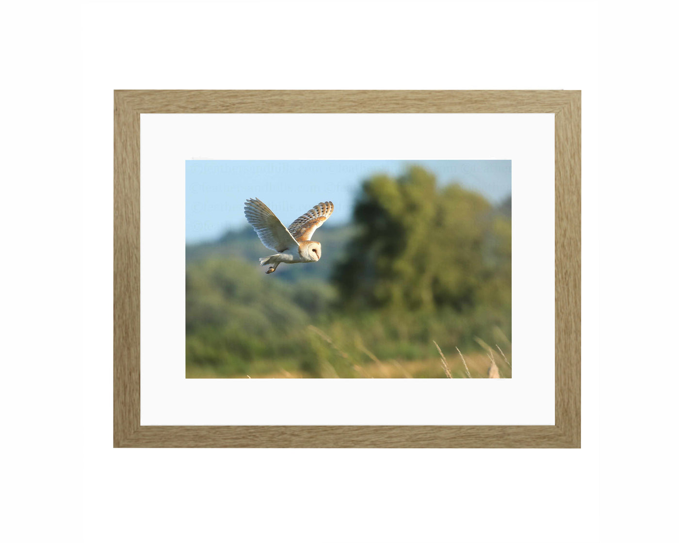 Barn Owl in flight