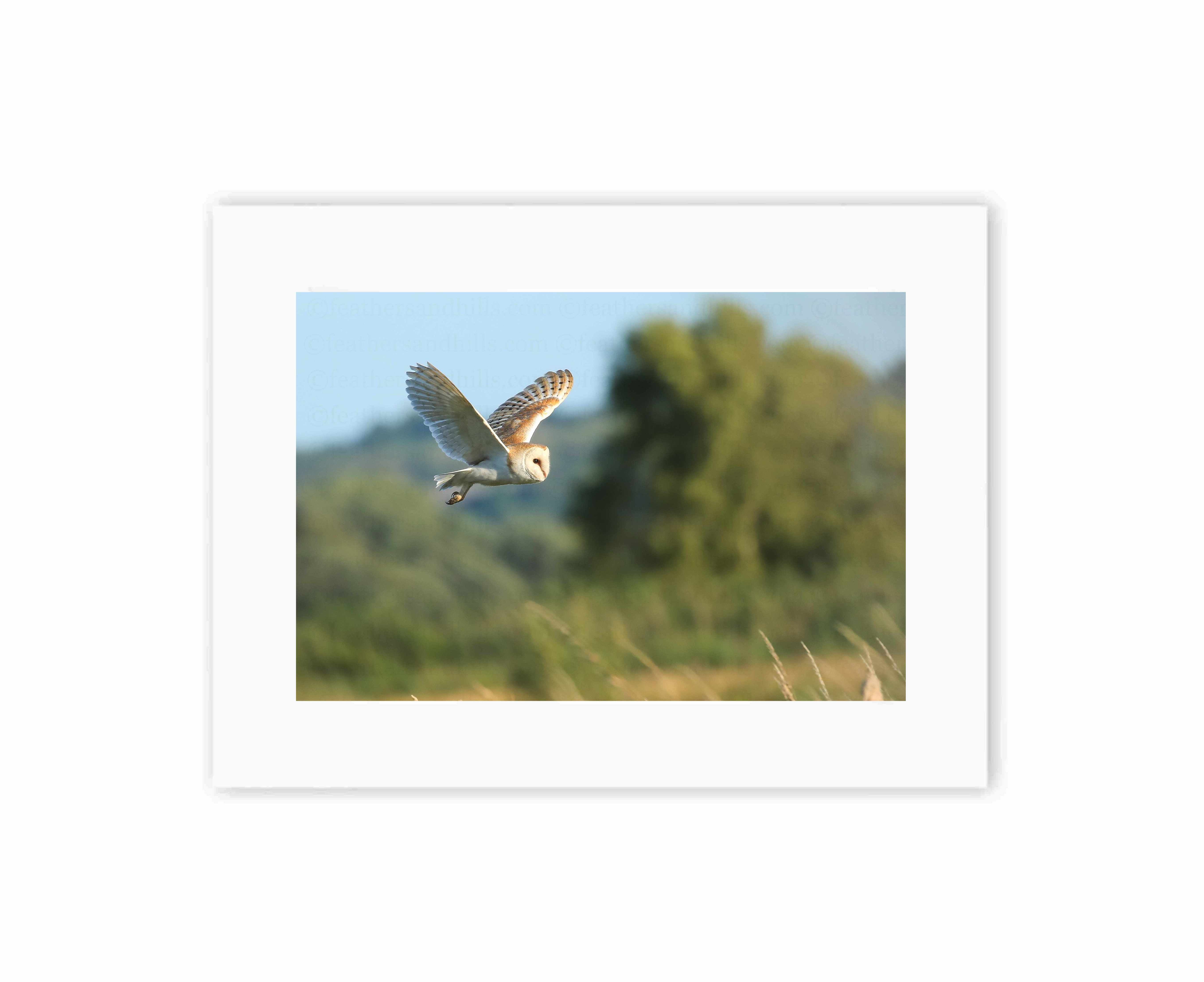 Barn Owl In Flight