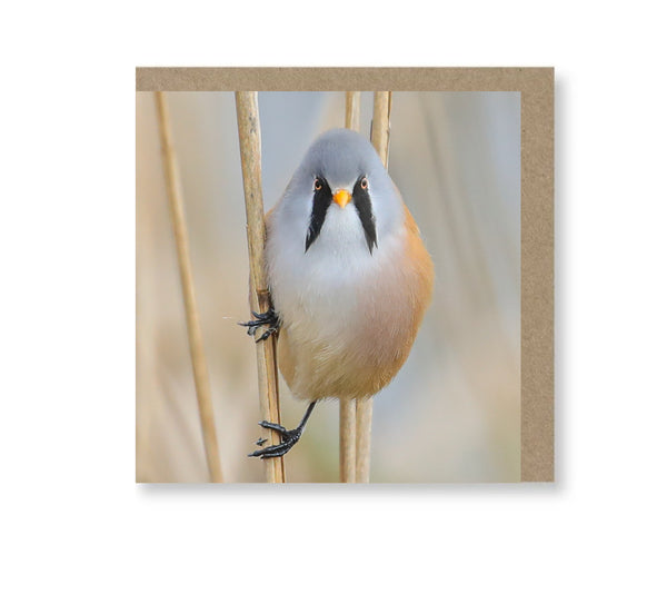 Bearded Tit