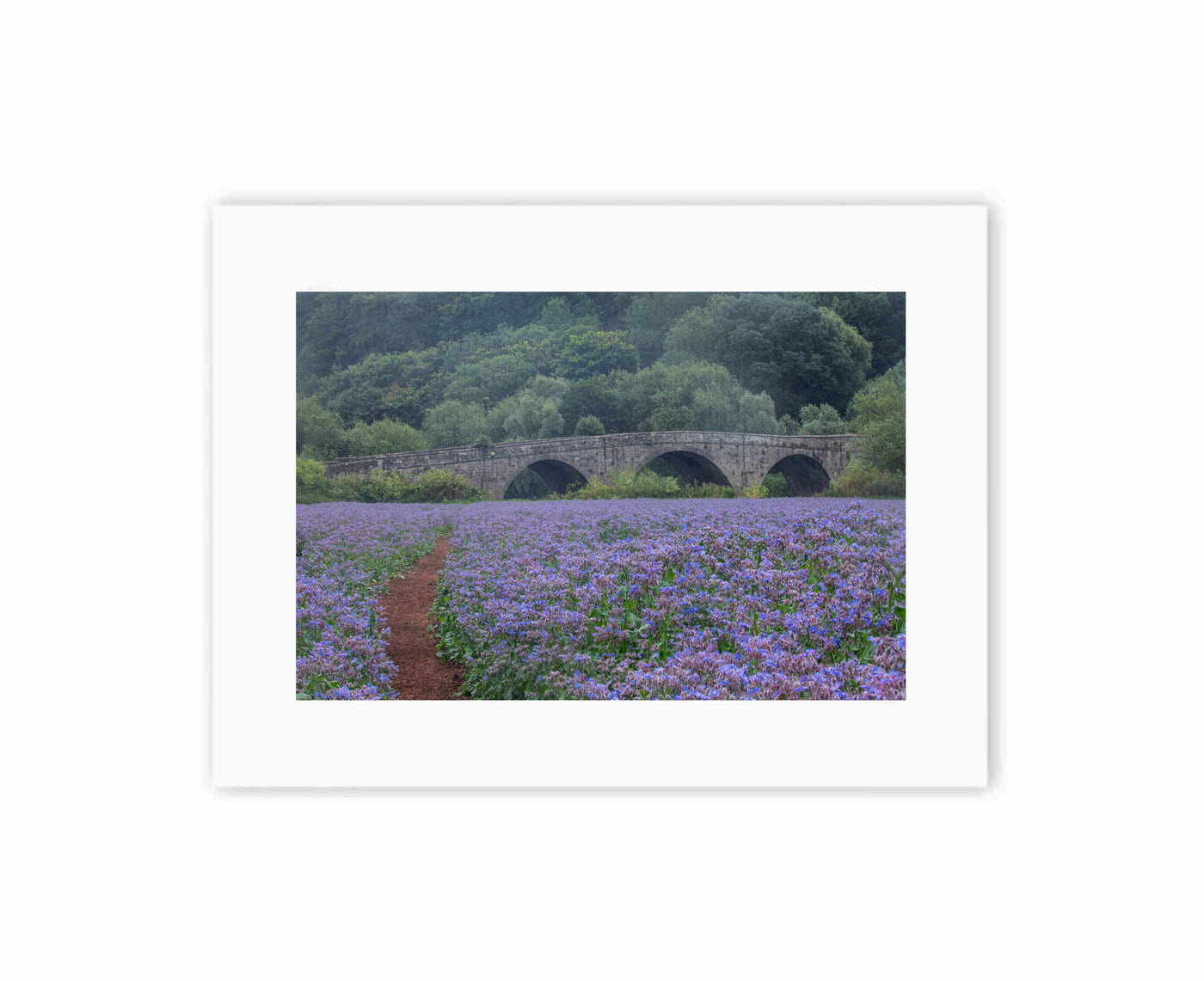 Beauty and the bridge