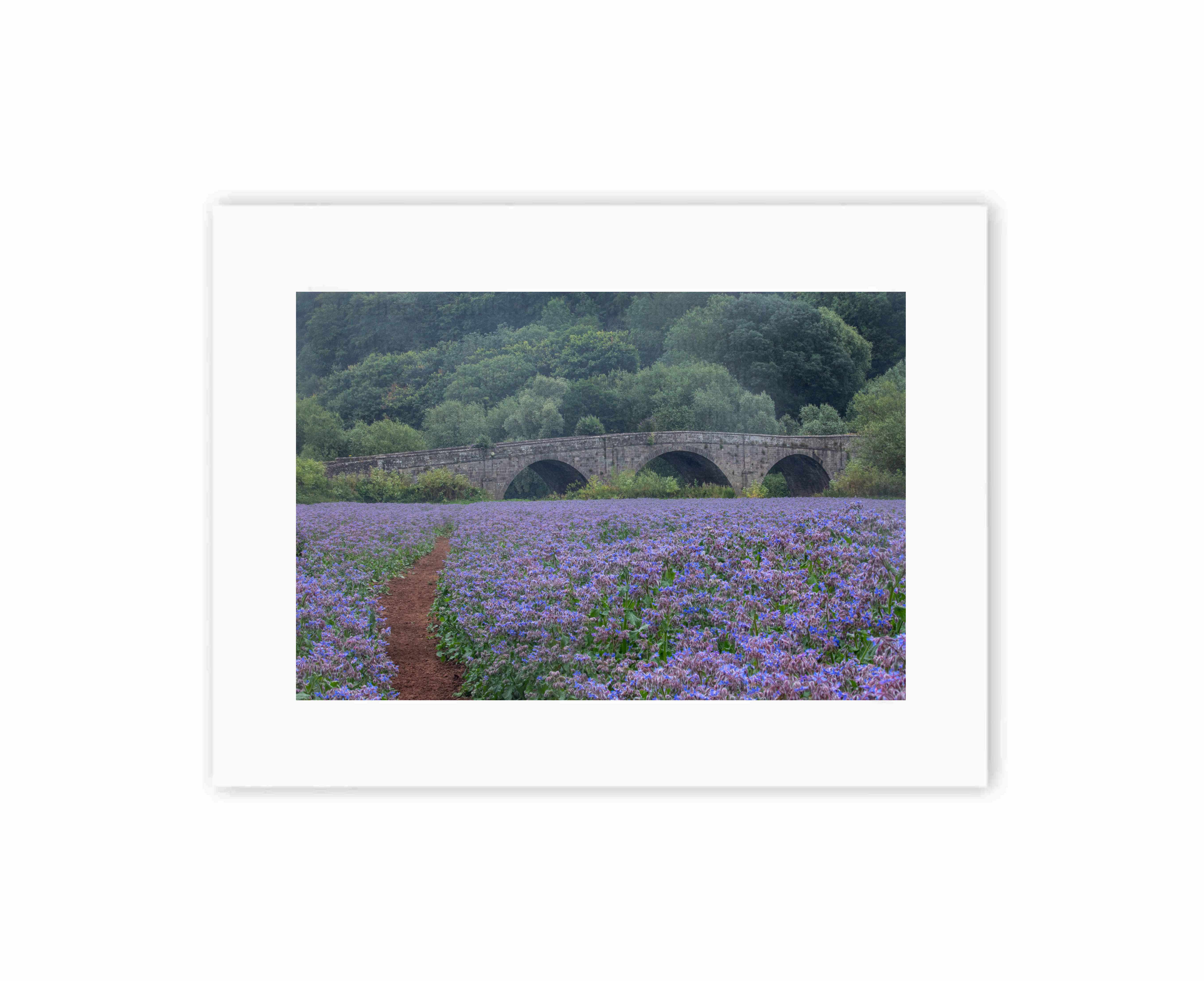 Beauty and the bridge