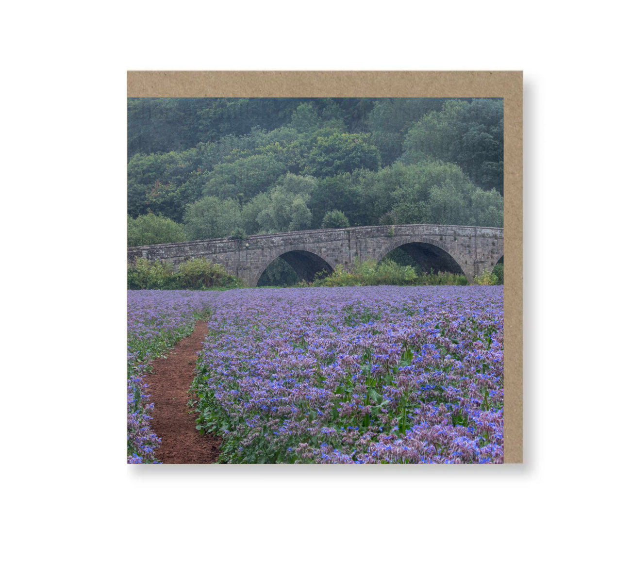 Beauty and the bridge