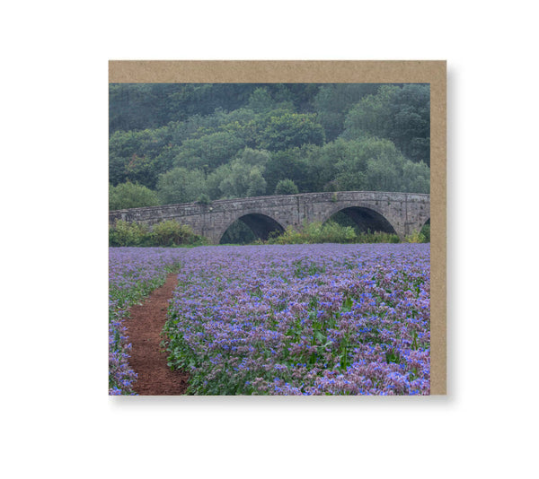Beauty and the bridge