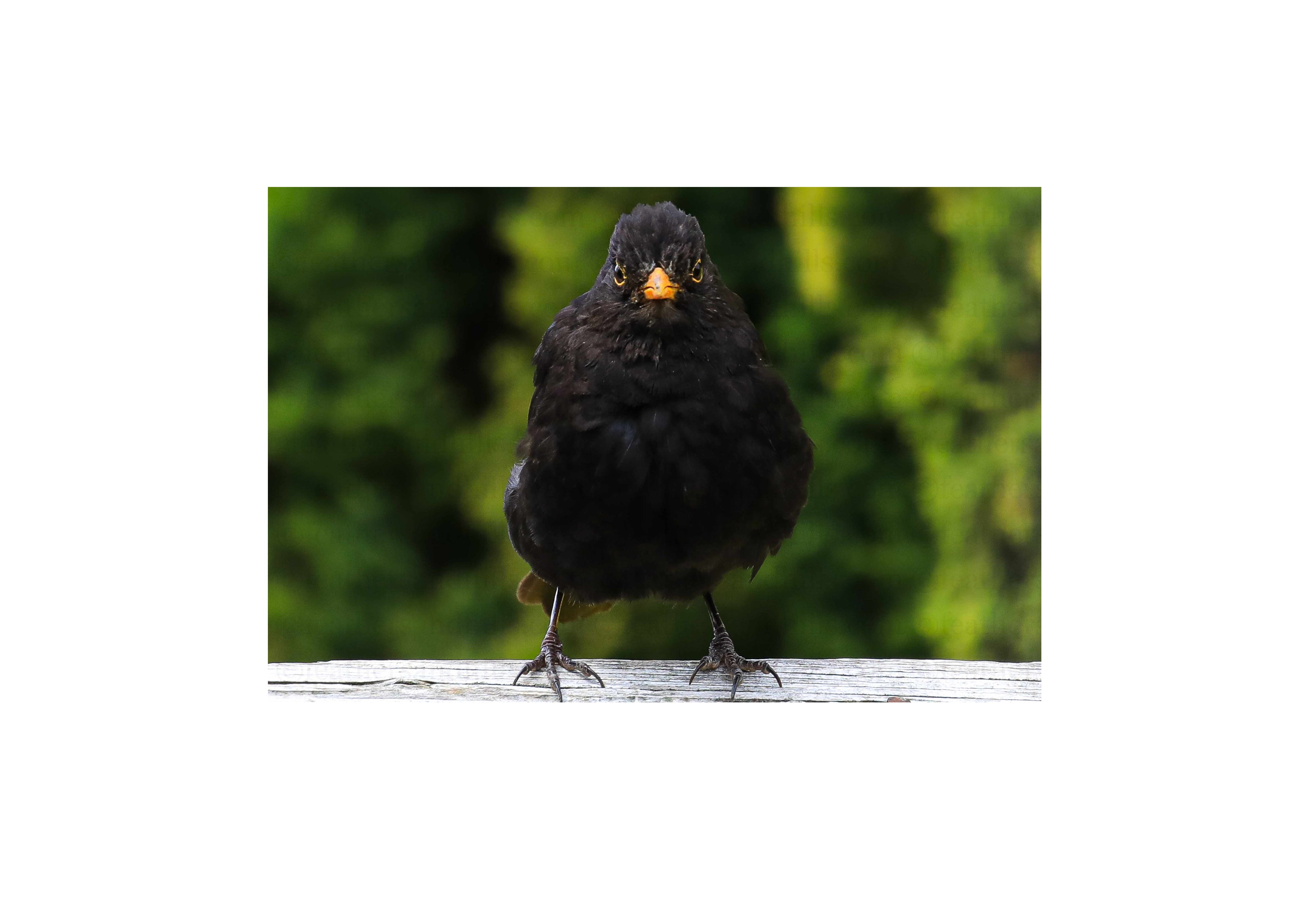 Blackbird Portrait