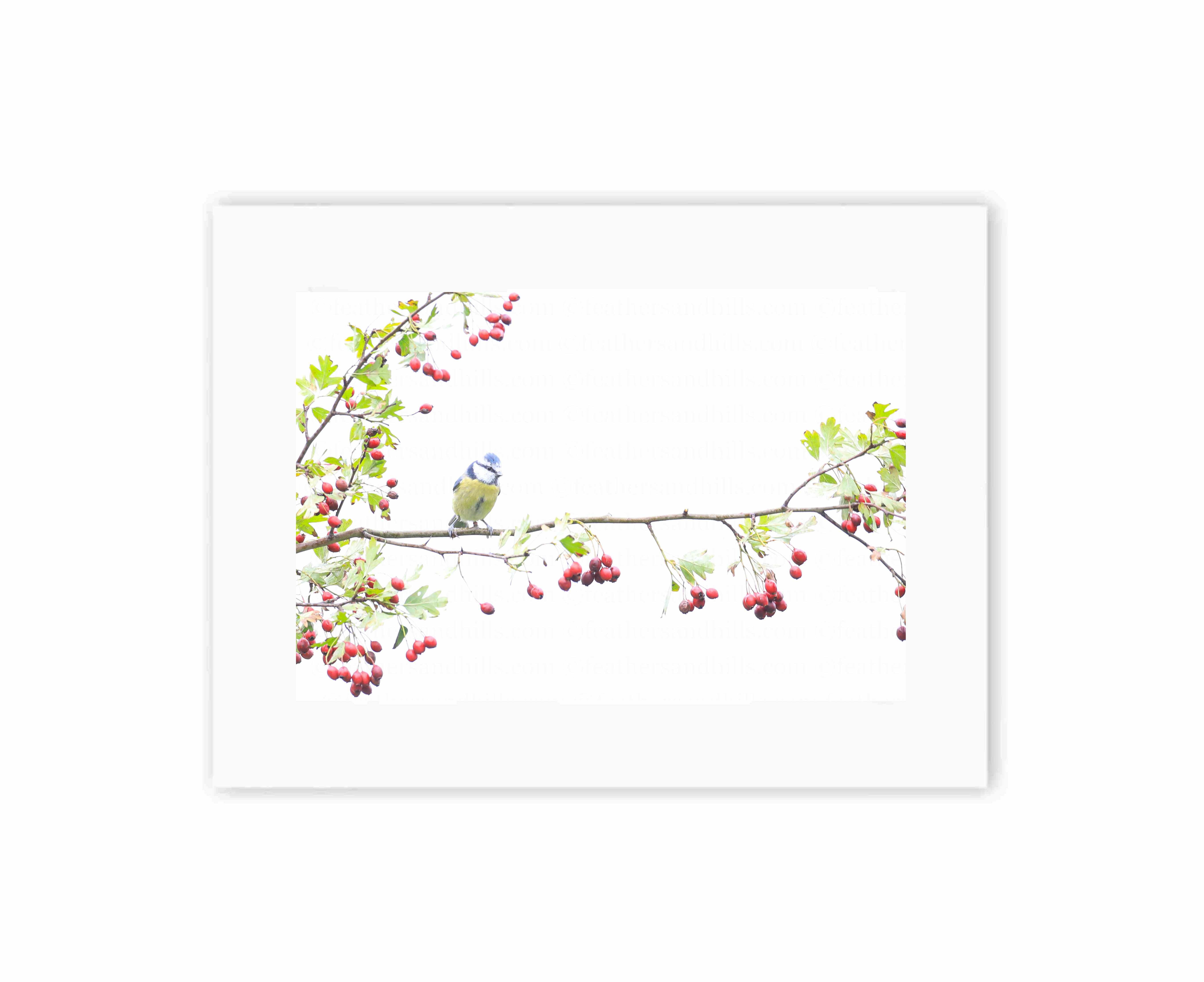 Blue Tit amongst the berries
