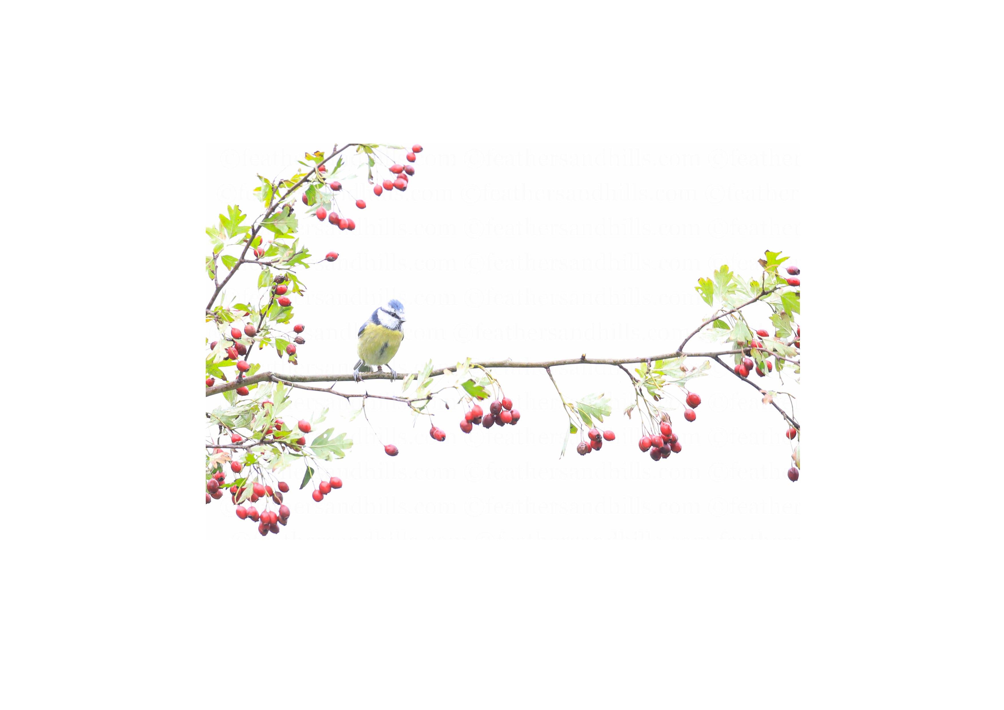 Blue Tit amongst the autumn berries