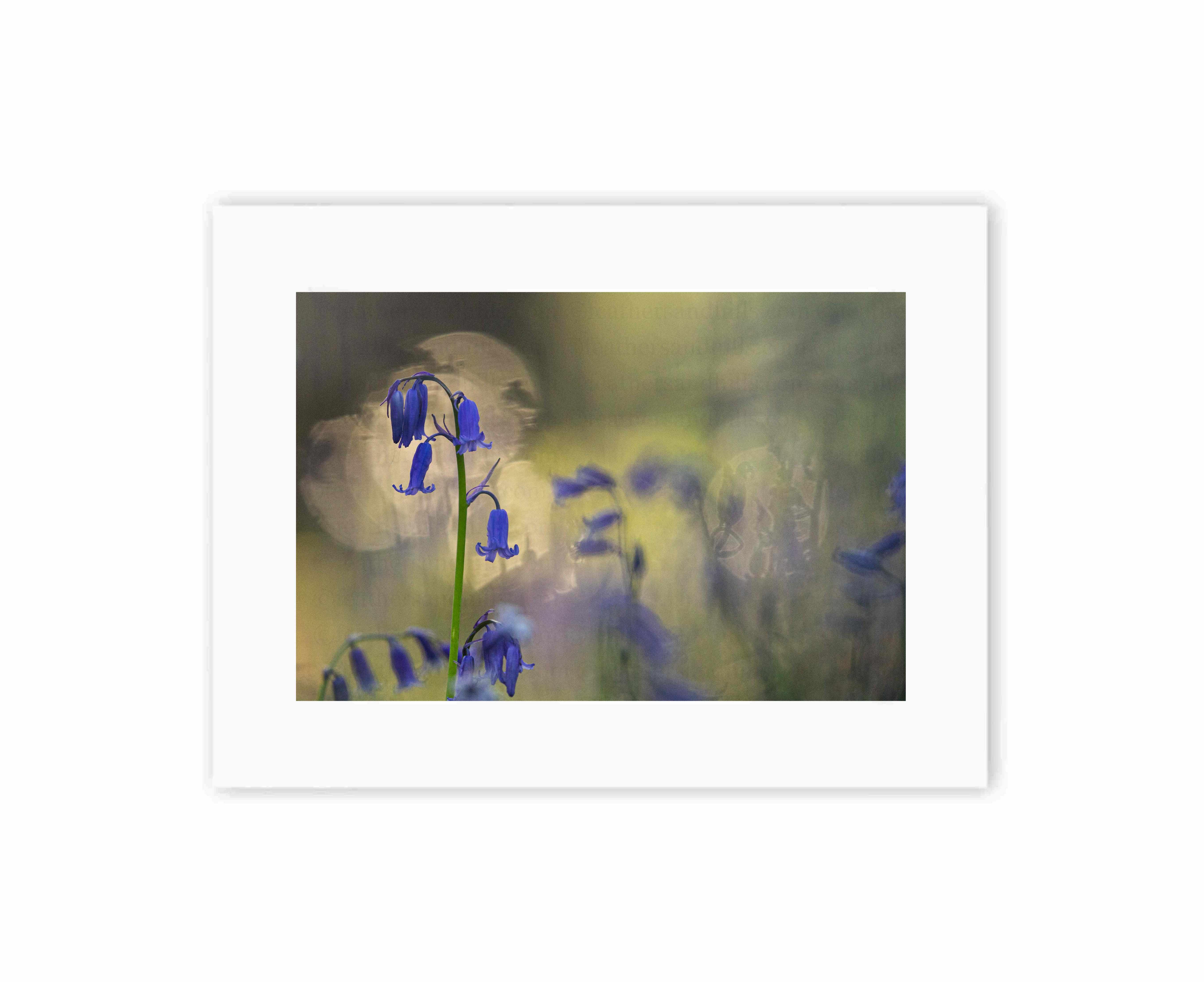Bluebell at sunrise