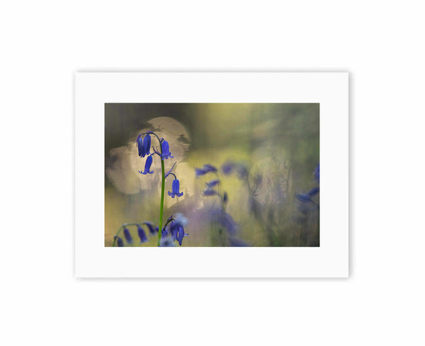 Bluebell at sunrise