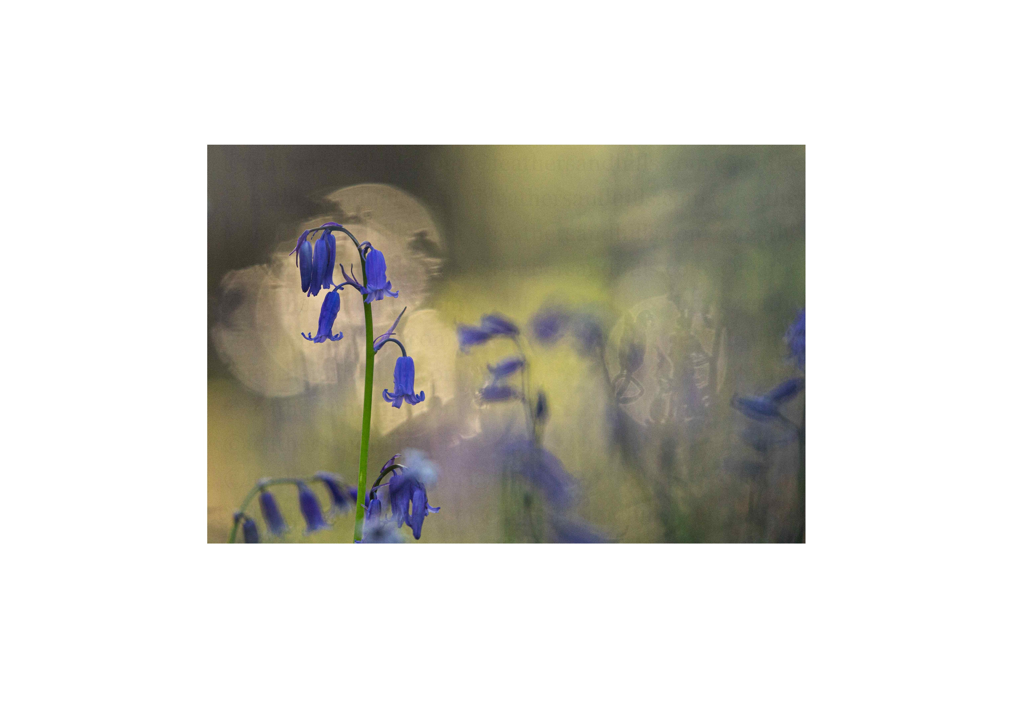 Bluebell at sunrise