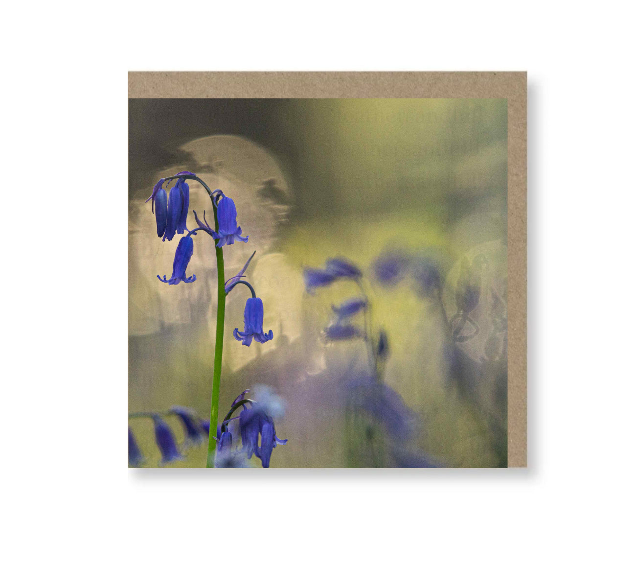 Bluebell at sunrise