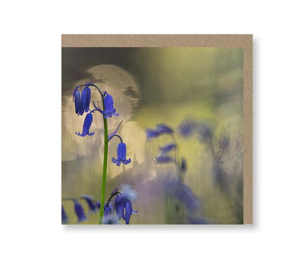 Bluebell at sunrise