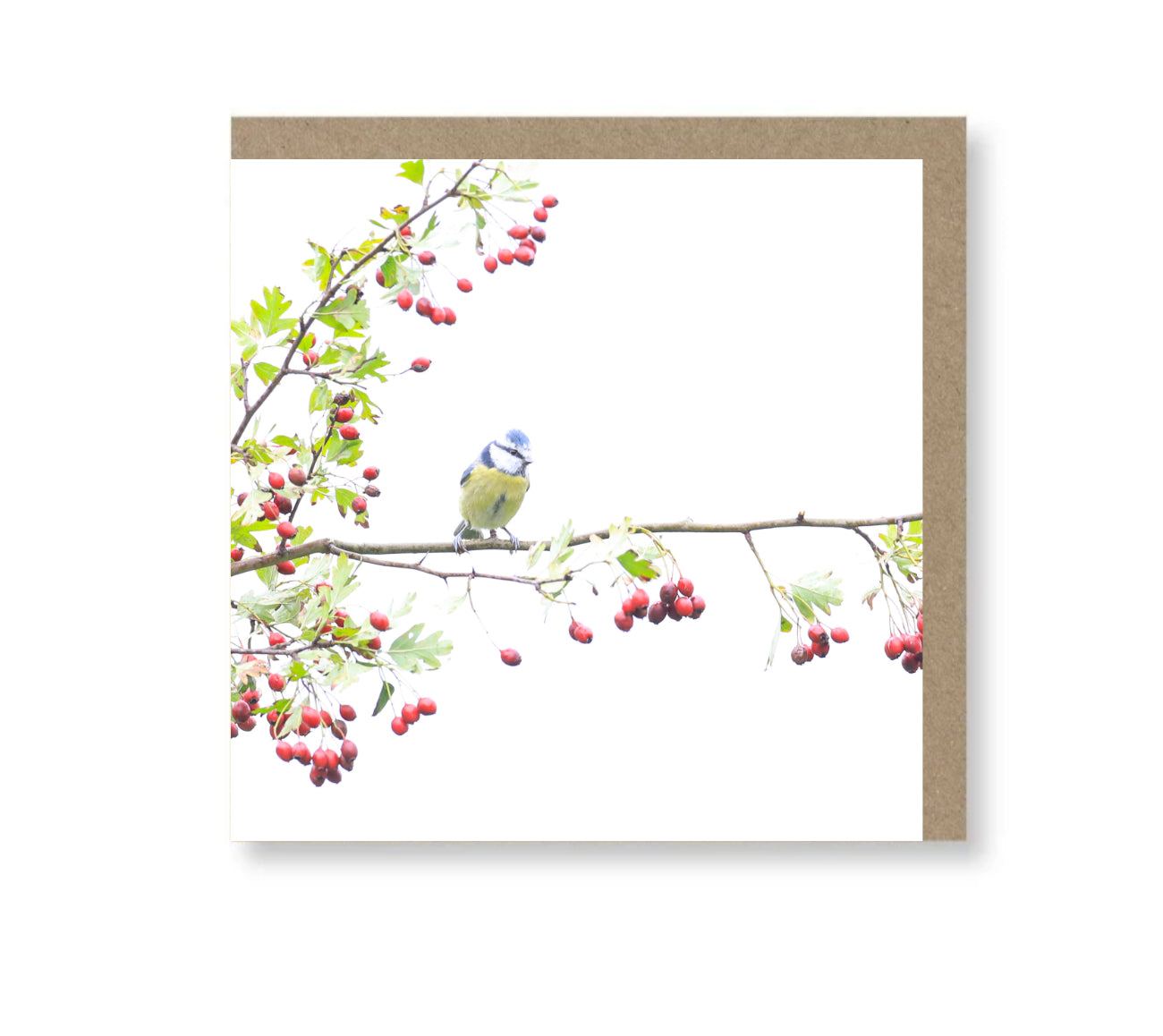 Blue Tit amongst the berries