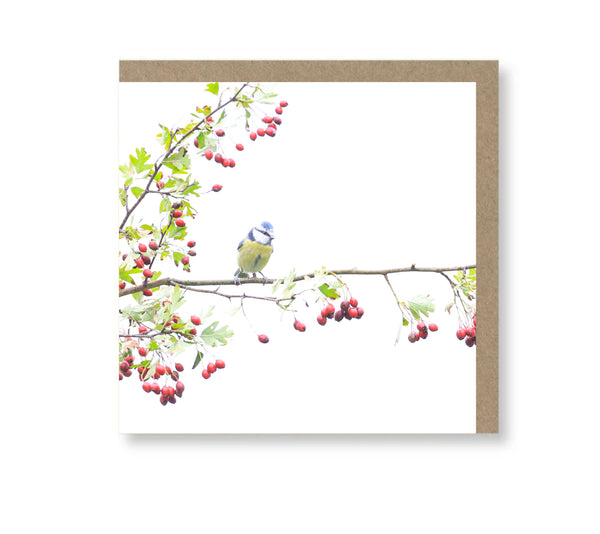 Blue Tit amongst the berries