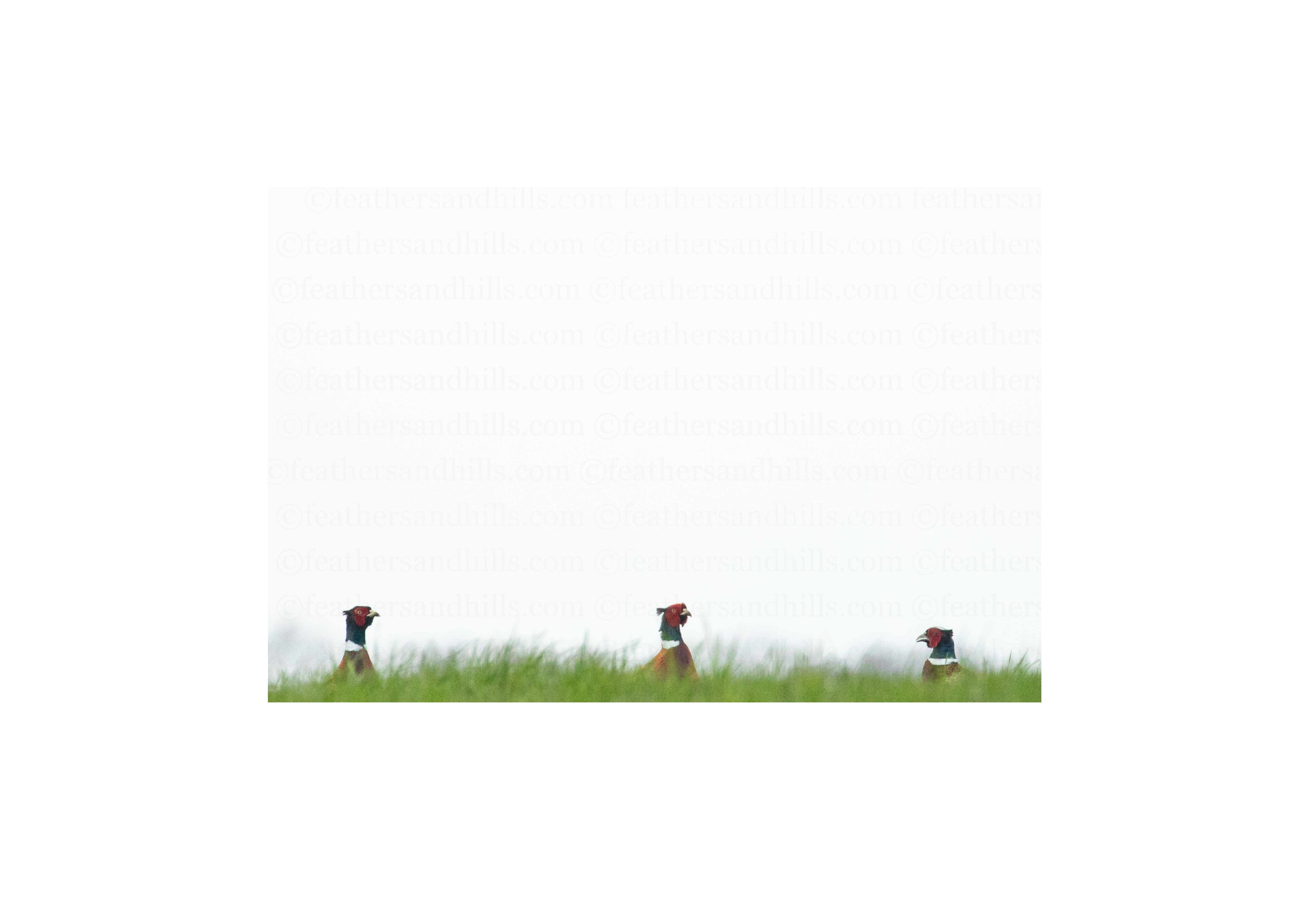 Bouquet of Pheasants