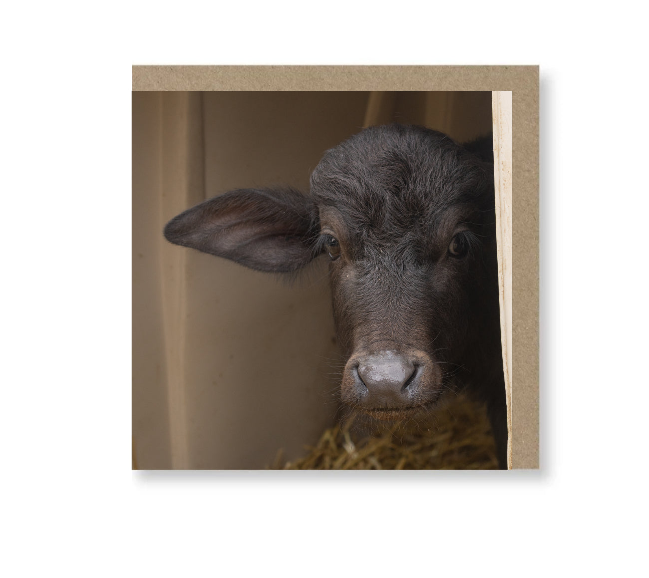 Buffalo Calf