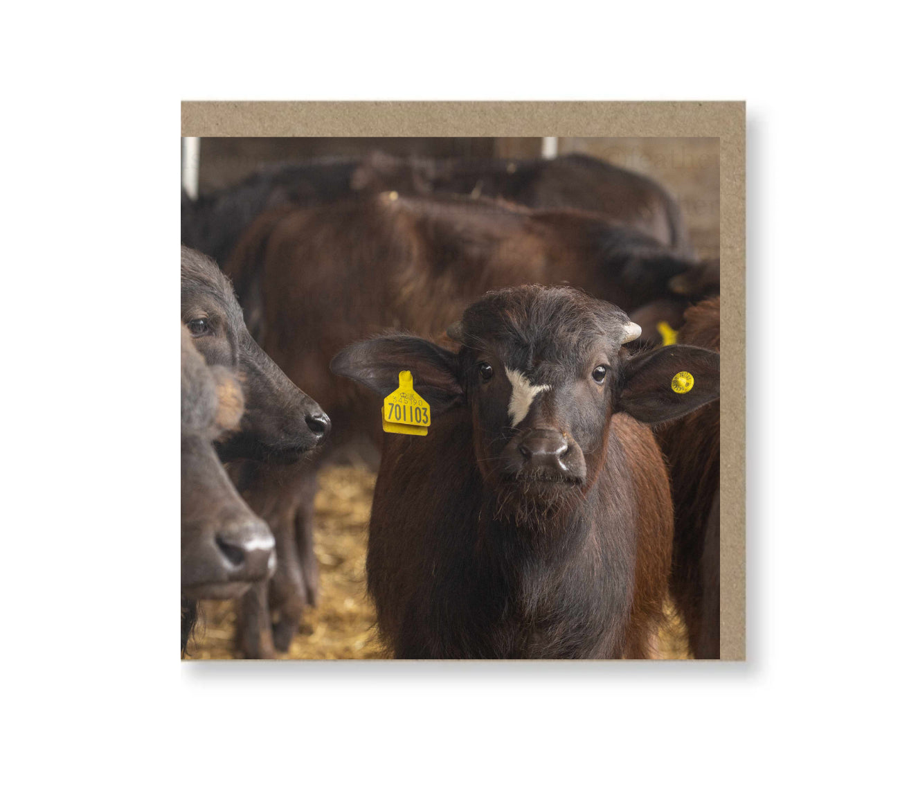 Buffalo Calves