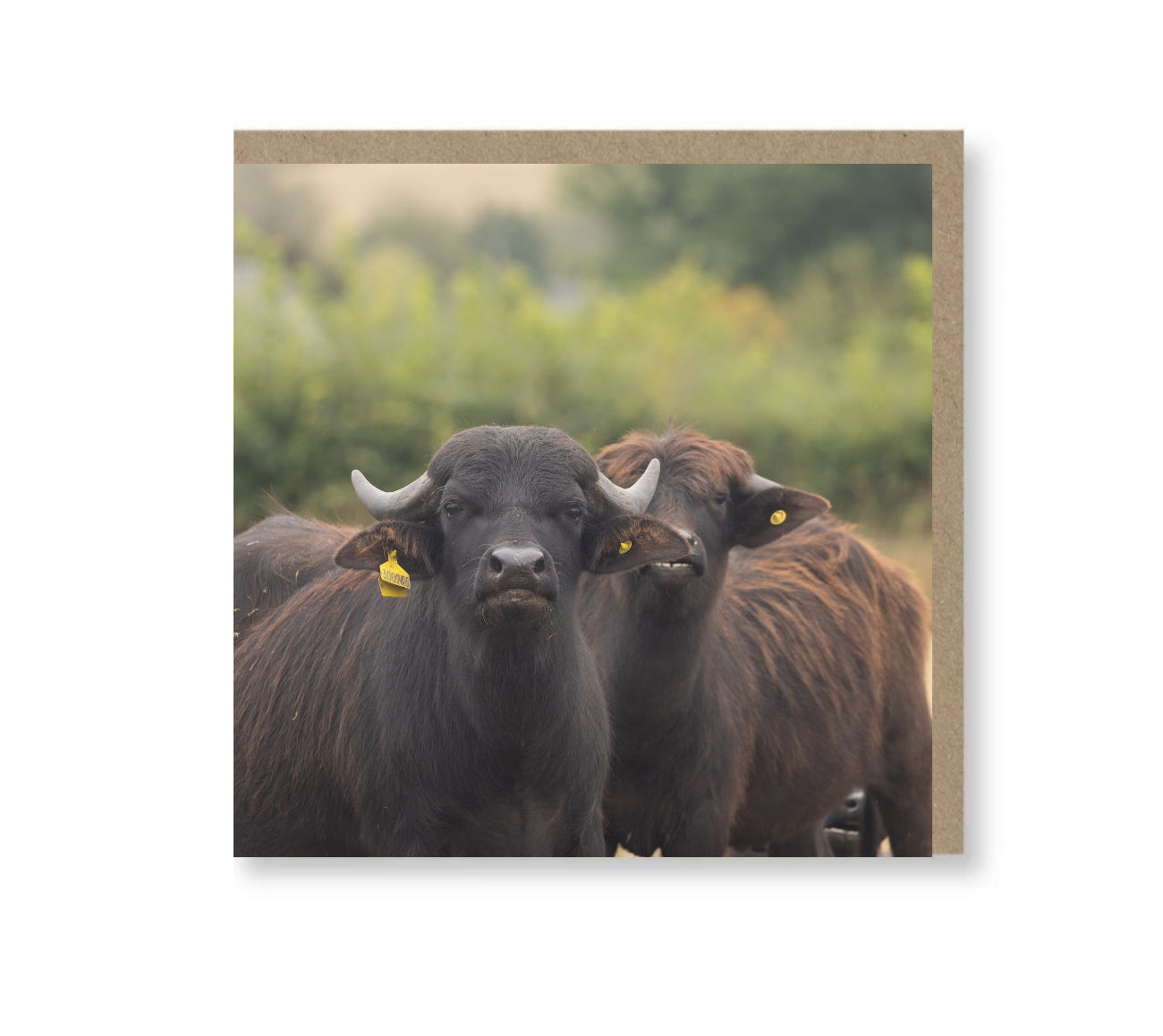 Buffalo Crew