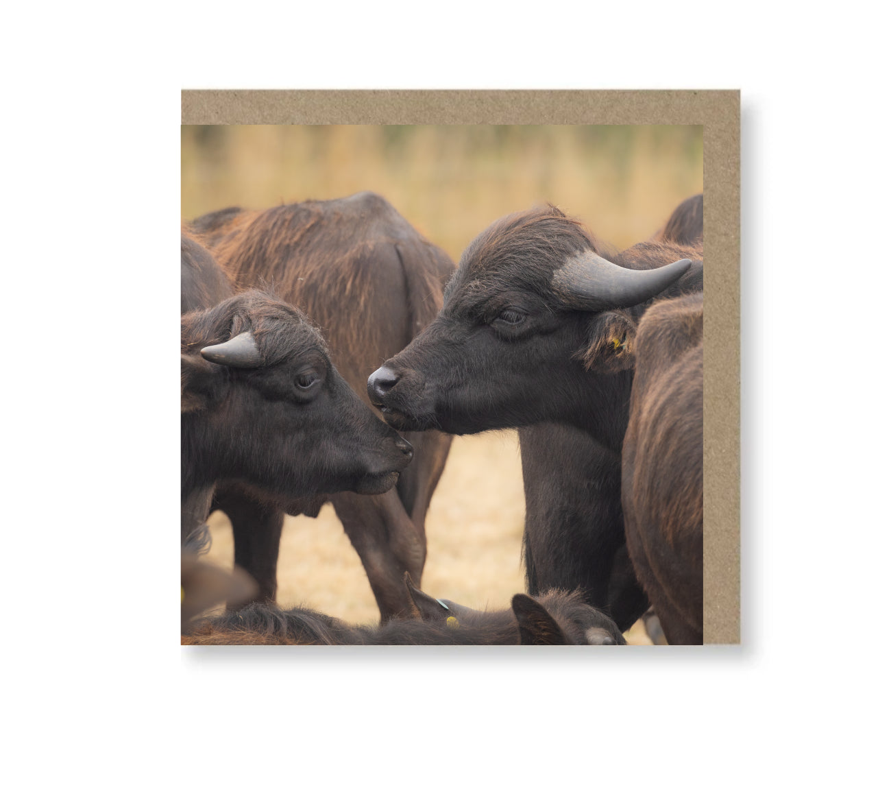 Buffalo Touch