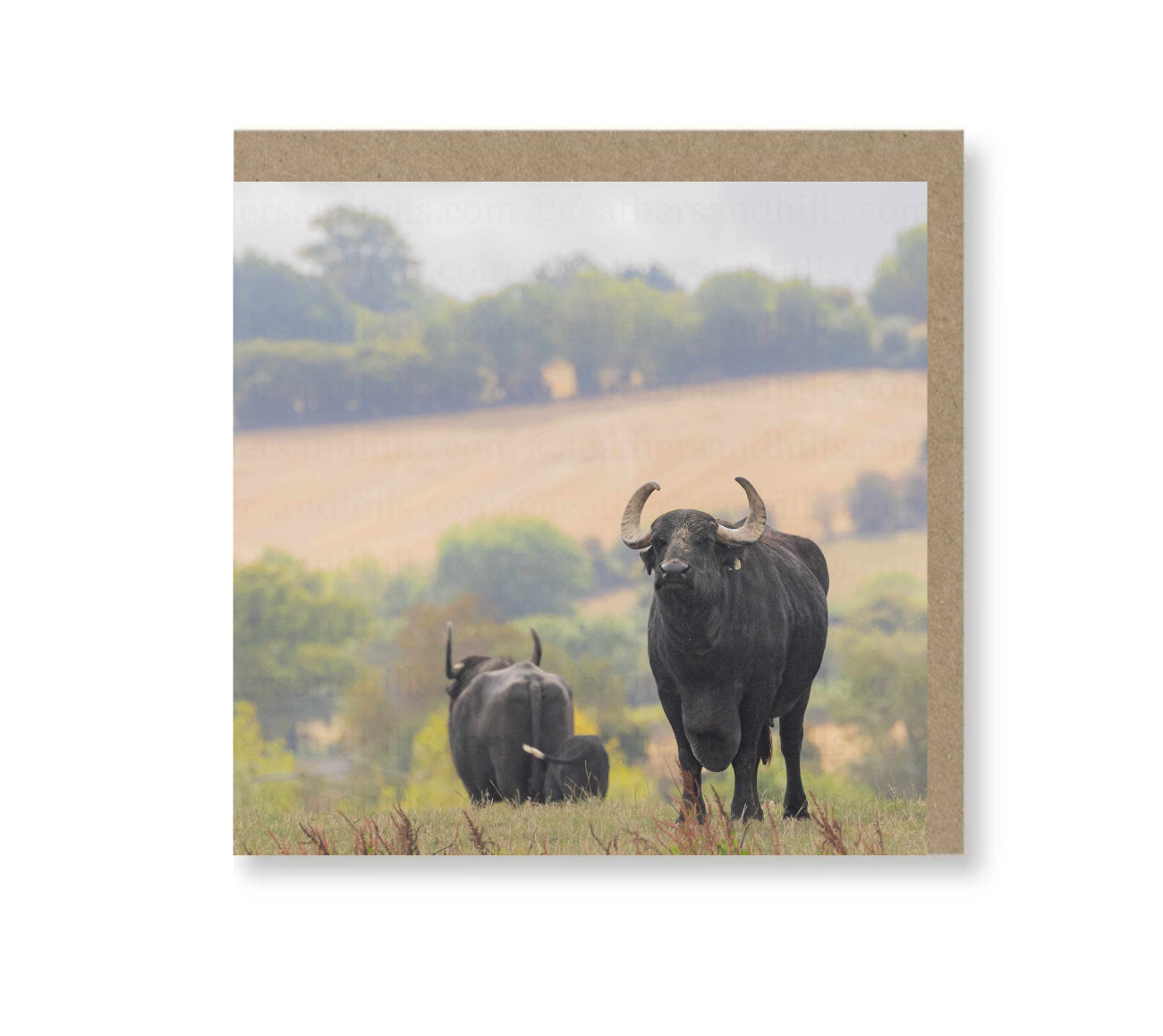 Buffalo View
