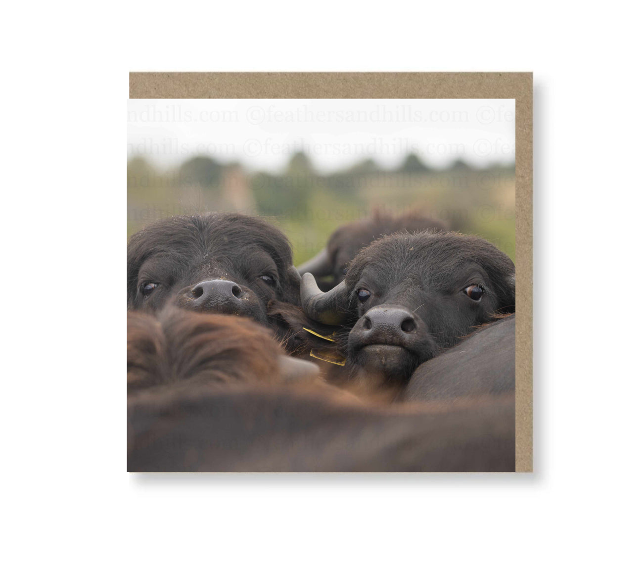 Buffalo Watch