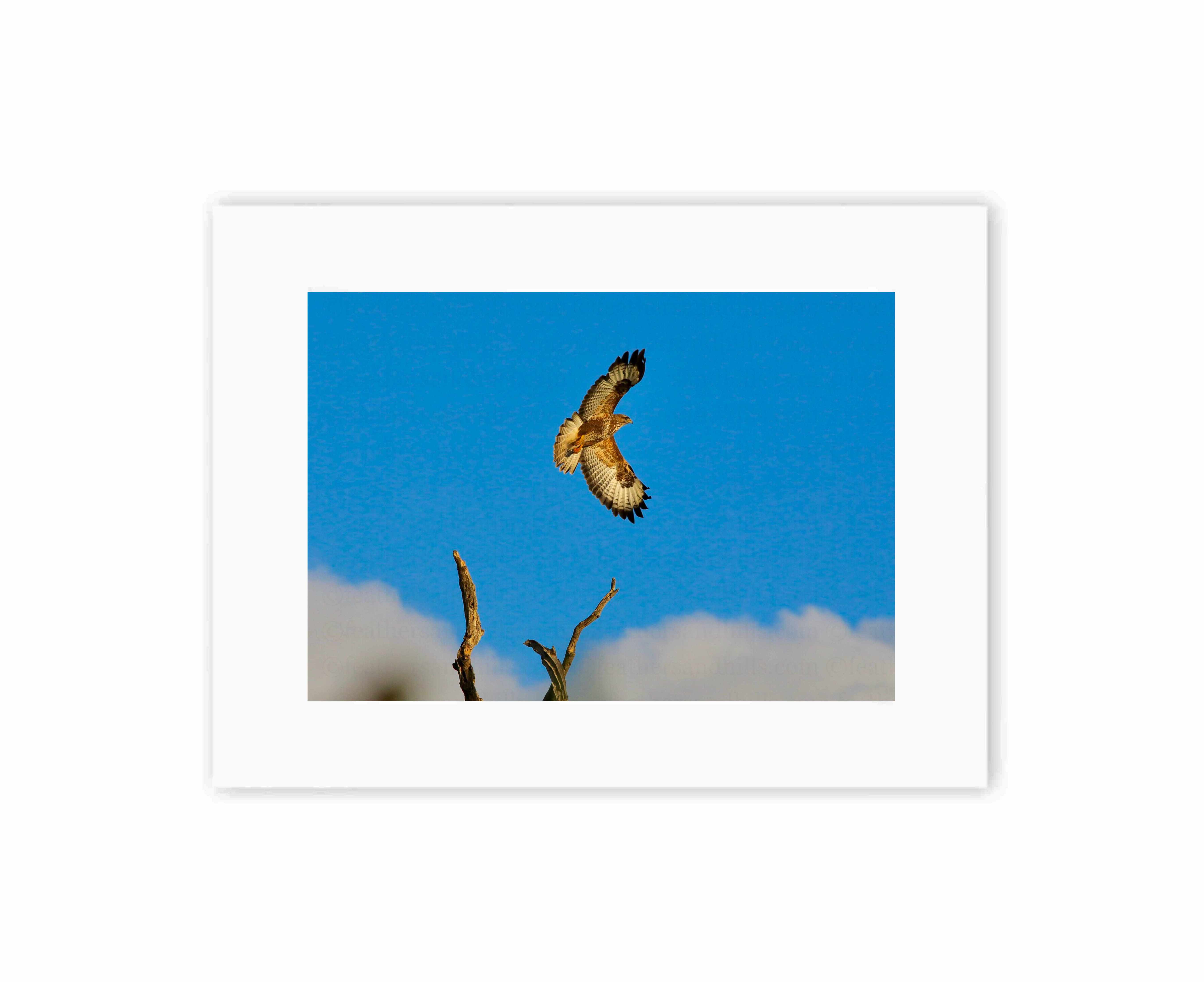 Buzzard in full wingspan