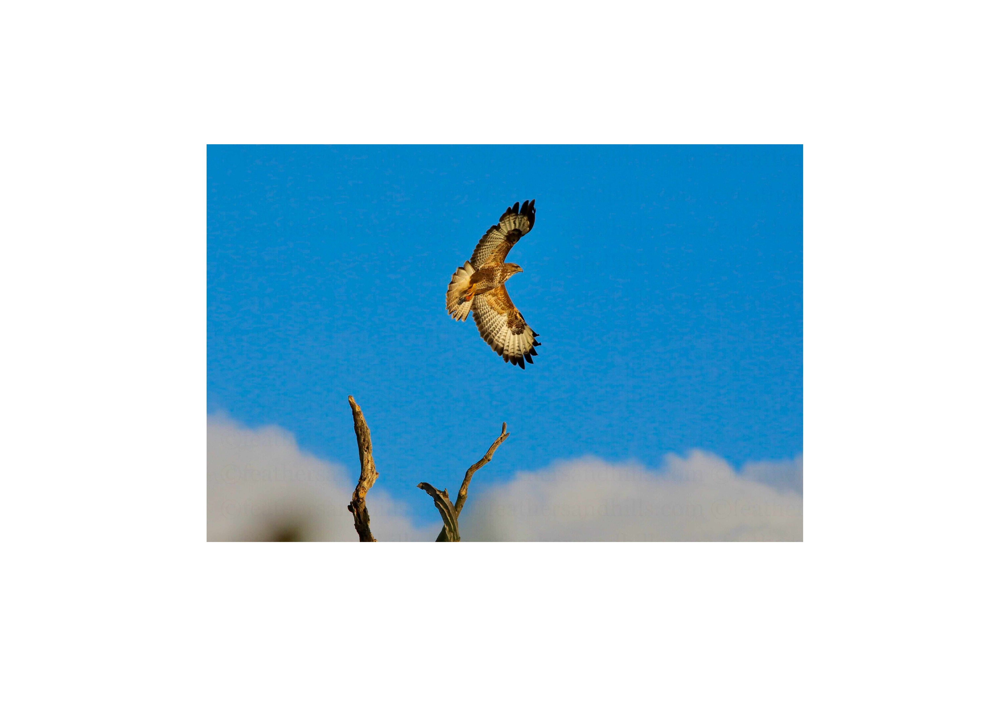 Buzzard in full wingspan