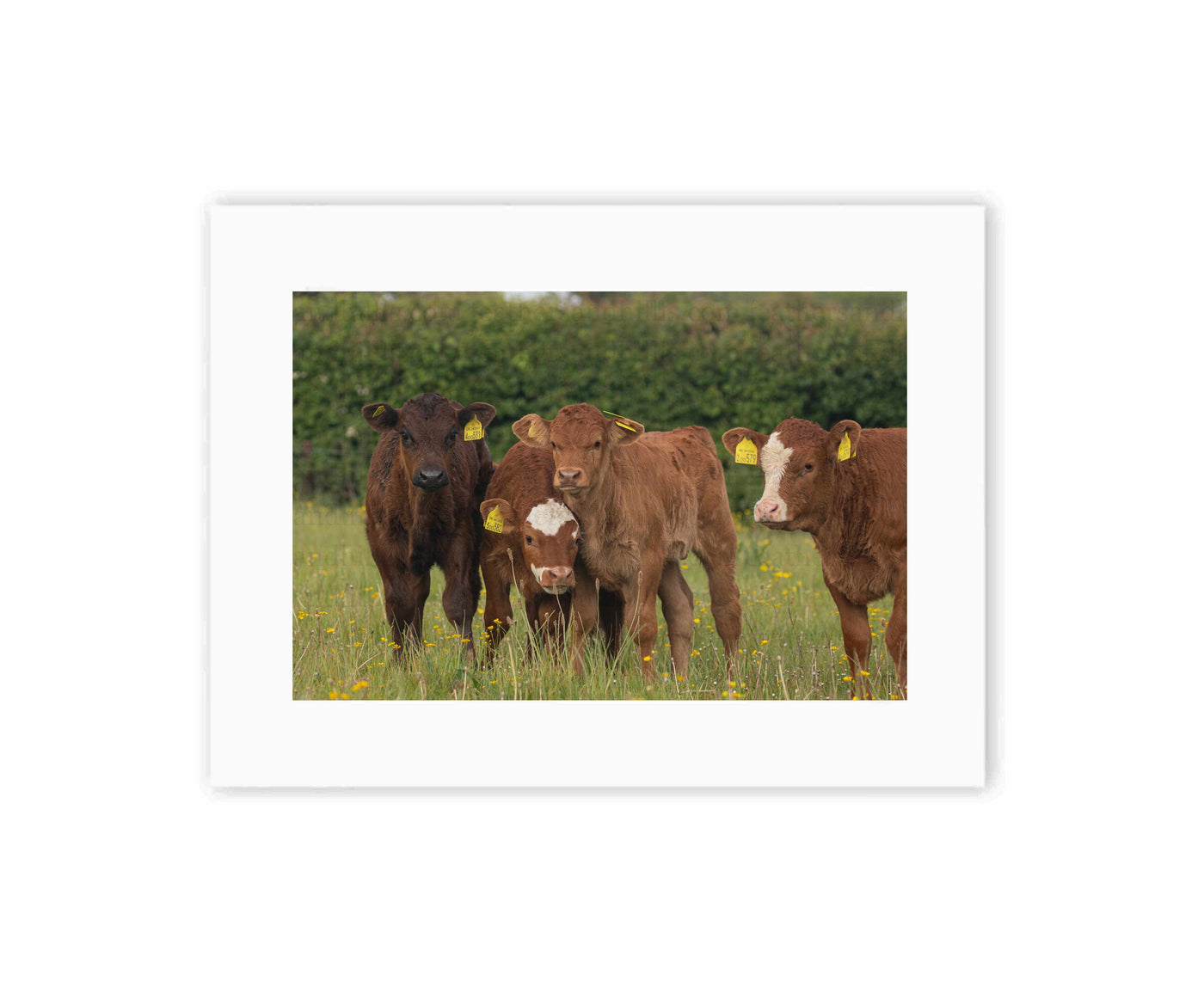 Calf Companions