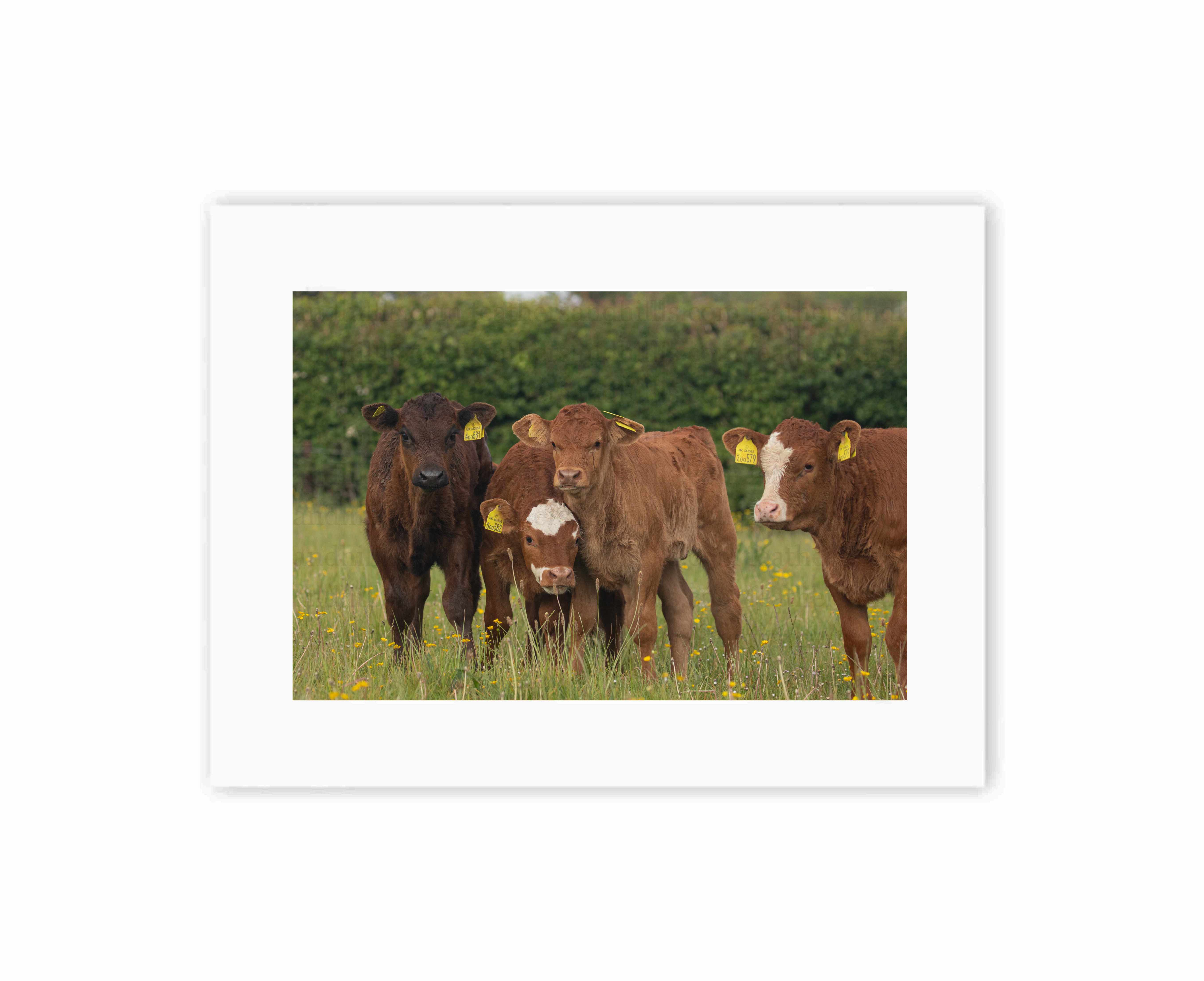 Calf Companions
