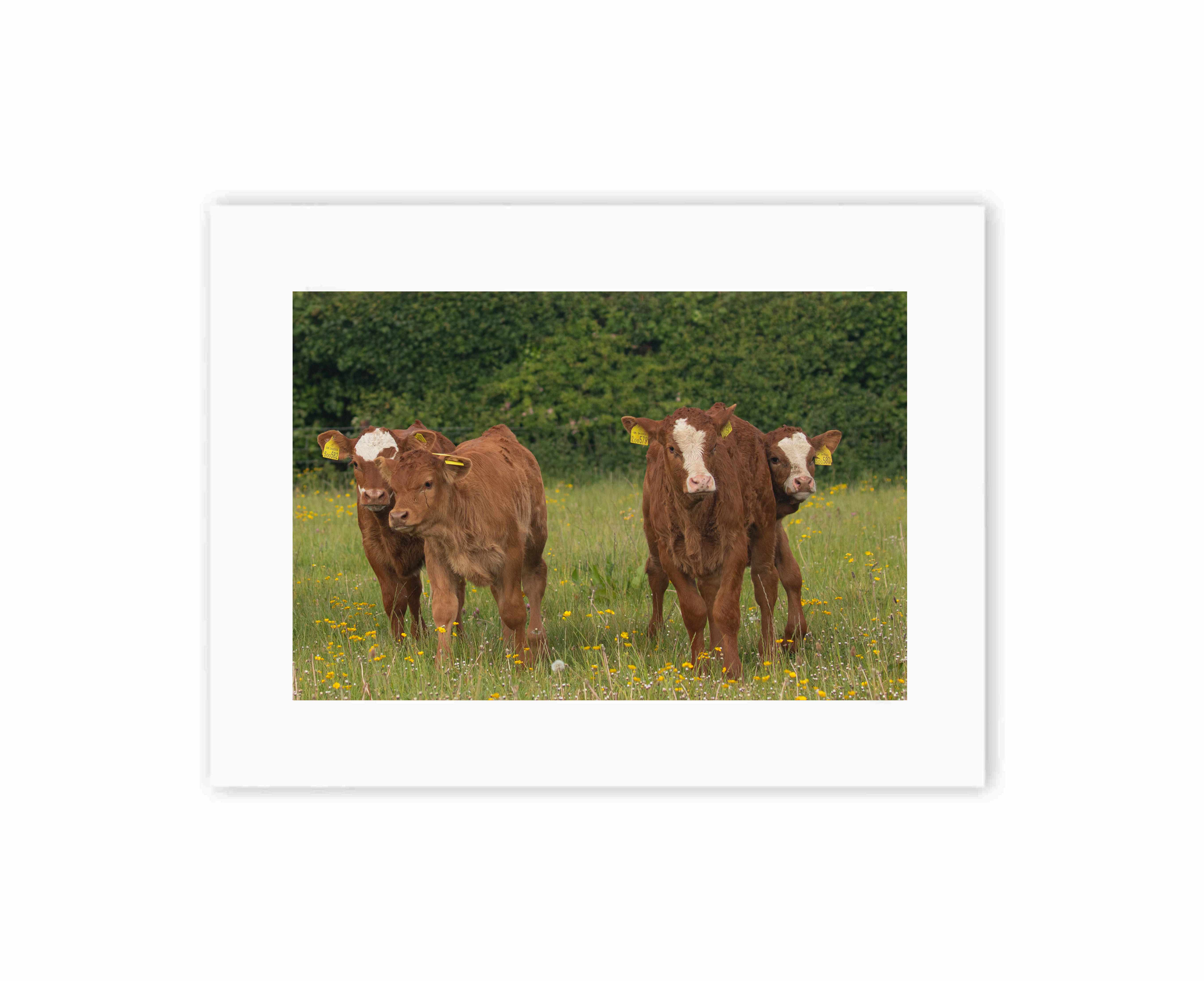 Calf Couples