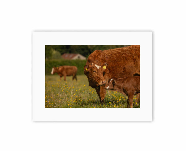 Calf Kiss