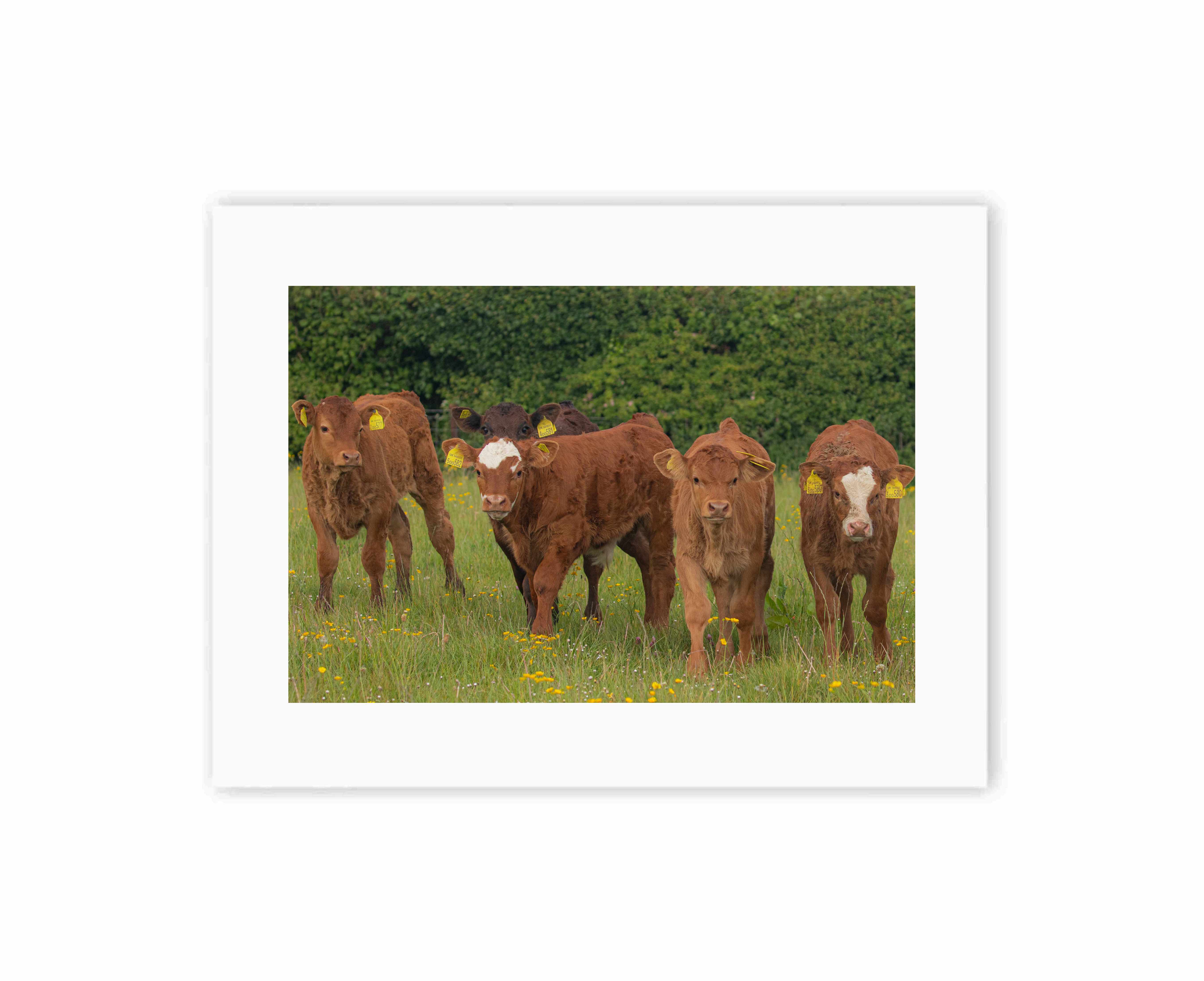 Calf Meeting