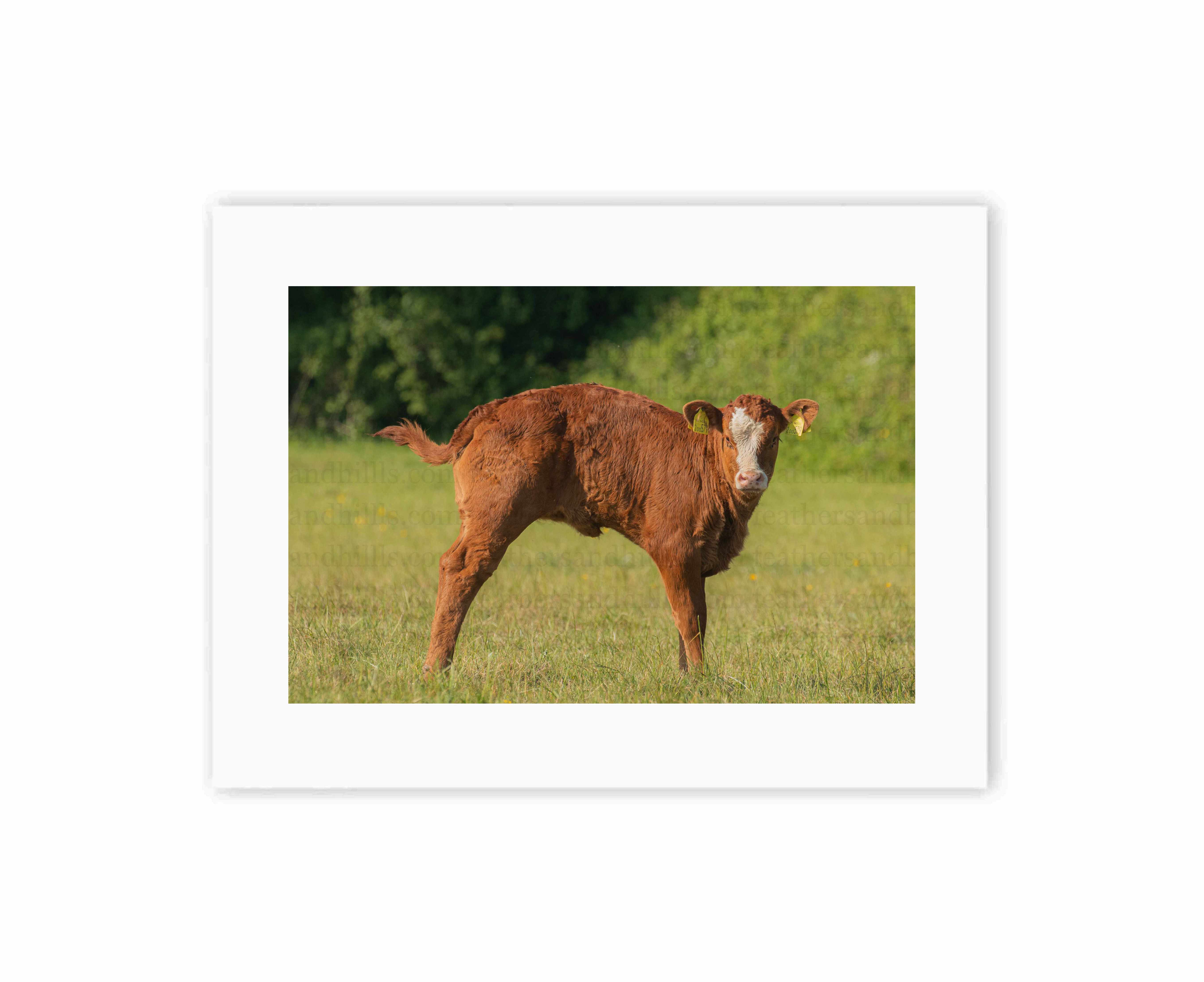 Calf Moooooooooves!