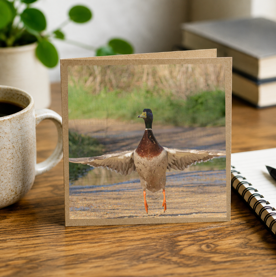 Mallard Take-Off
