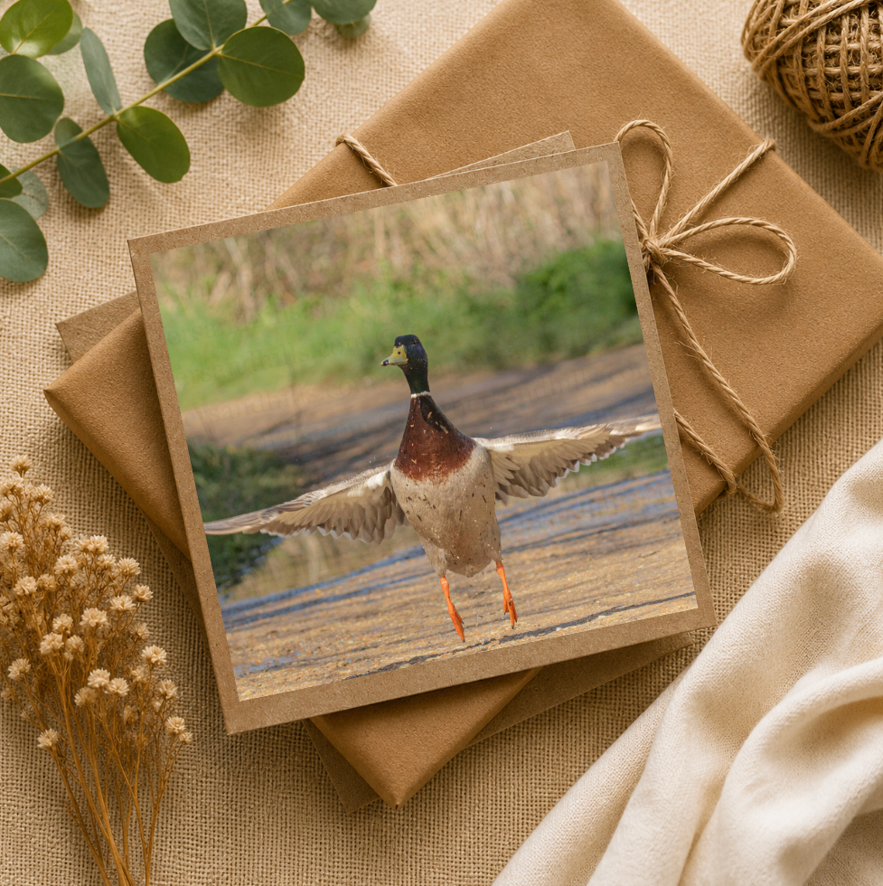 Mallard Take-Off