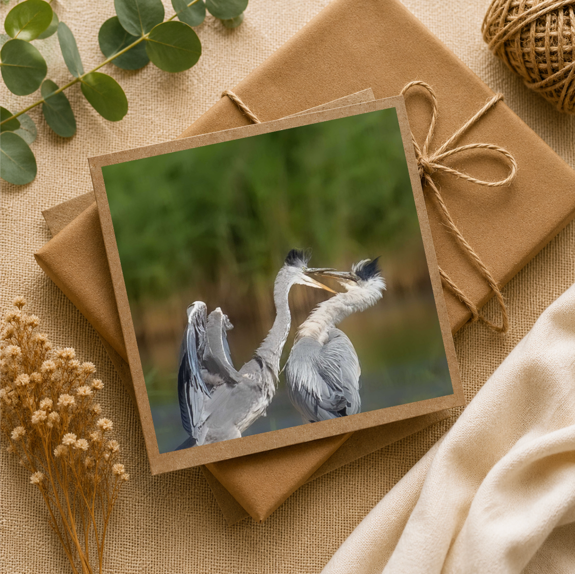 Heron Squabble