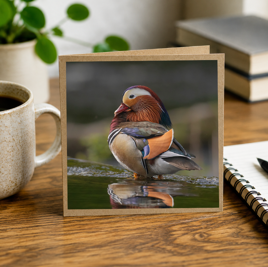 Mandarin Duck