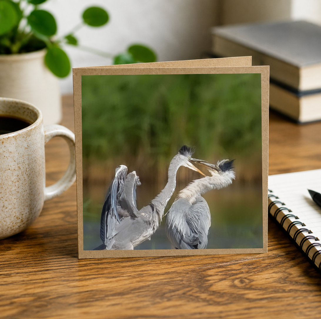 Heron Squabble