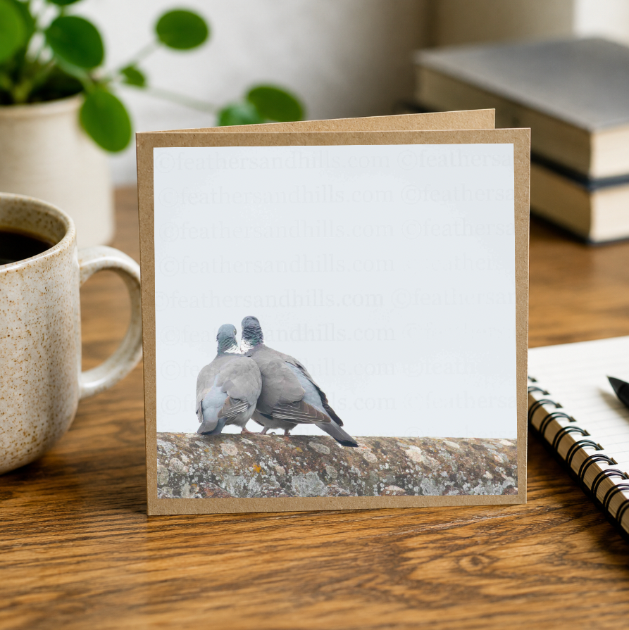 Pigeon Love