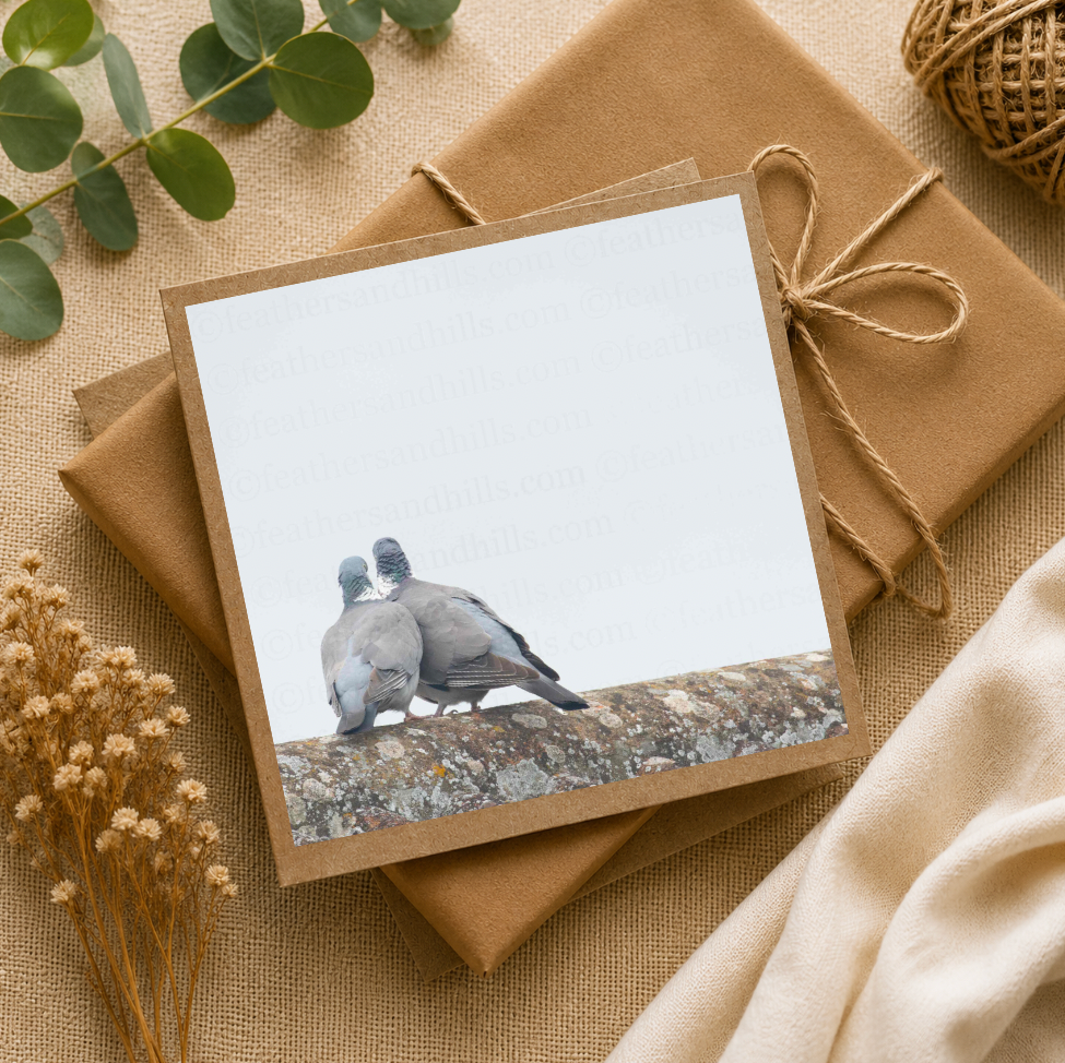 Pigeon Love