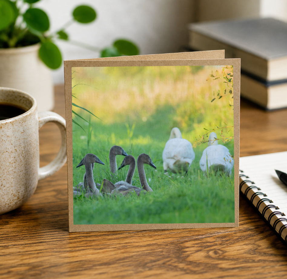 Swan Family