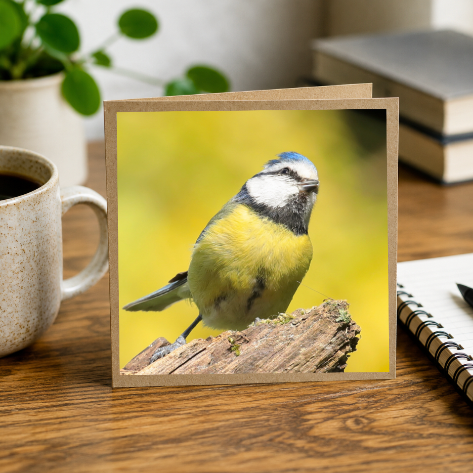 Thoughtful Tit