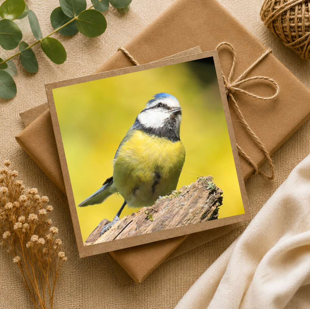 Thoughtful Tit